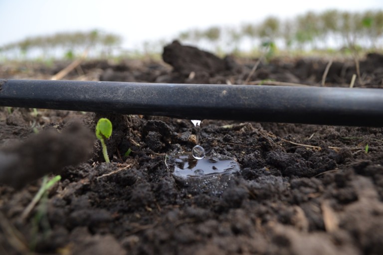 Picture of Orchard Irrigation System Malaysia | Productivity Oriented!